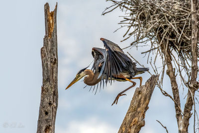 Low angle view of bird perching on tree