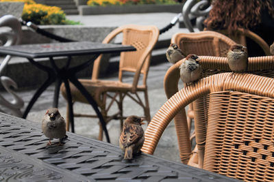 Sparrows perching on chairs and table at sidewalk cafe