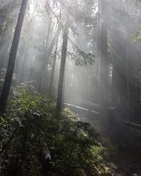 Sunlight streaming through trees in forest