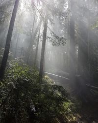 Sunlight streaming through trees in forest