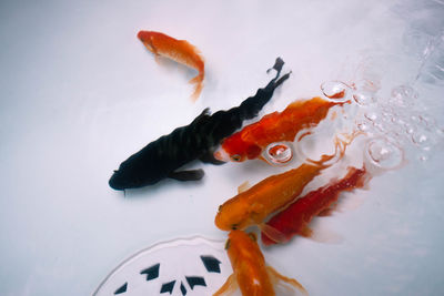 High angle view of fish in water