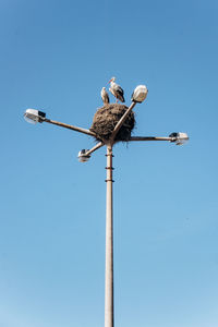 Low angle view of birds perching on pole