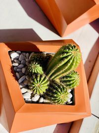 High angle view of potted plant