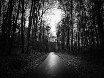 Road amidst trees in forest