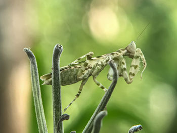 Close-up of insect on plant