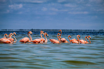 Flock of birds in sea against sky