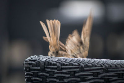 Close-up of chair with bird in background