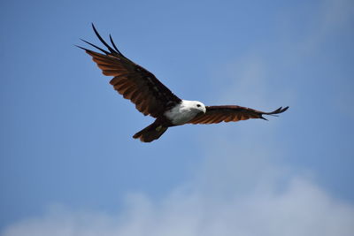 Low angle view of eagle flying in sky