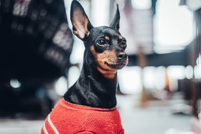 Close-up of a dog looking away