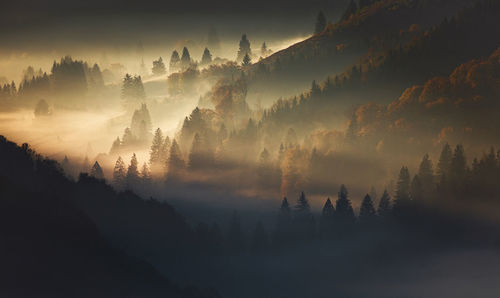 Scenic view of trees on mountain in foggy weather