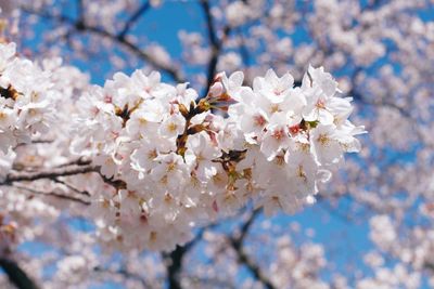 Close-up of white cherry blossom tree