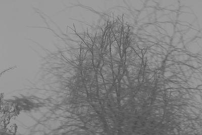 Bare trees in snow against sky