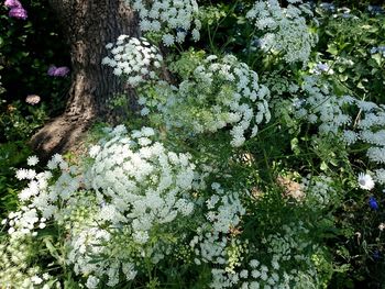 Full frame shot of white flowers