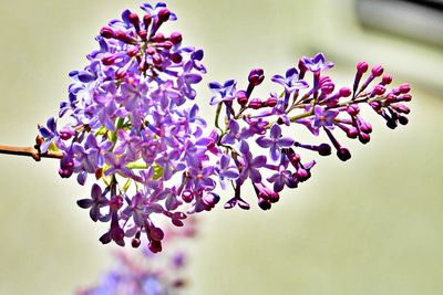 Close-up of pink flowering plant