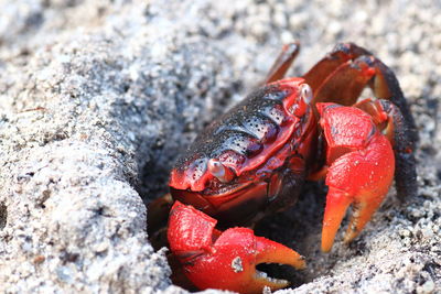 A red crab from seychelles