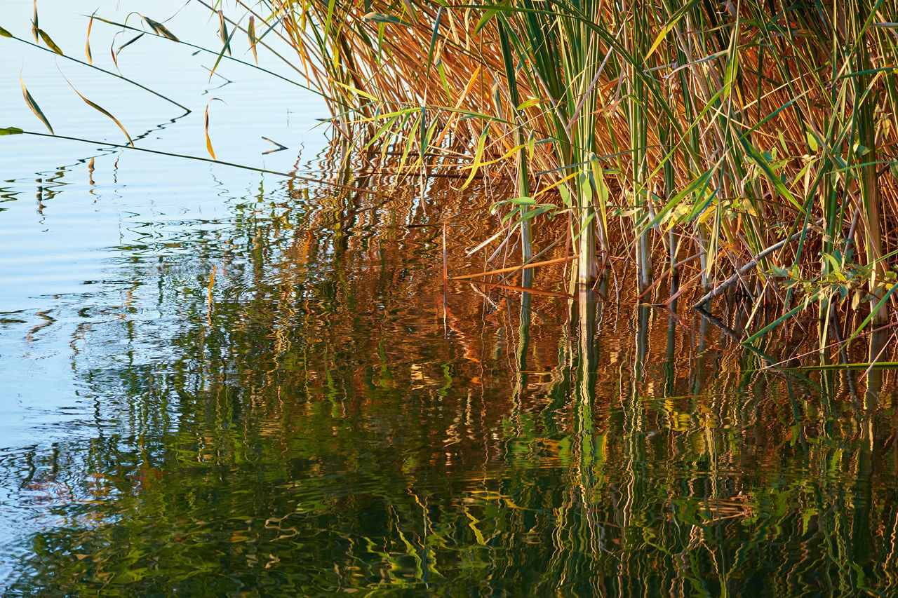 REFLECTION OF TREE IN LAKE