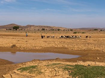 Flock of sheep on a land