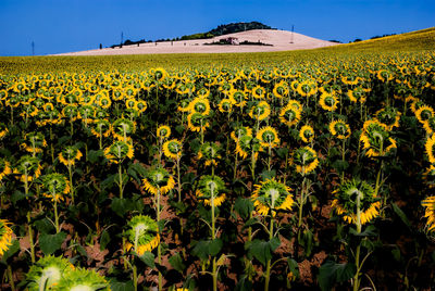 Scenic view of sunflower field against sky