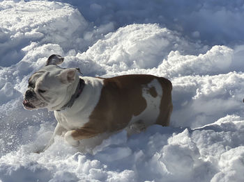 Dog on snow covered landscape