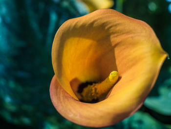 Close-up of yellow rose flower