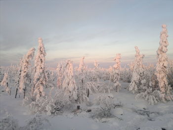 Snow covered plants against sky