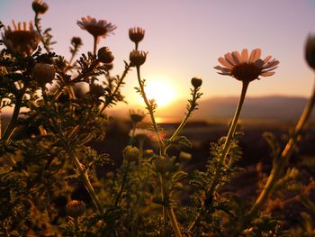 Close-up of orange flowering plants on field against sky during sunset