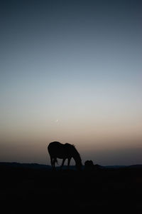 Silhouette horse on field against sky during sunset