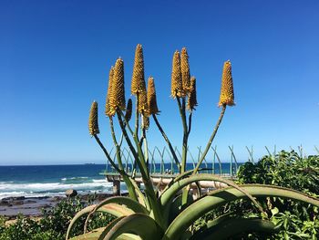 Close-up of succulent plant in sea against clear blue sky