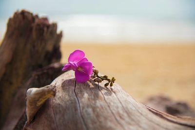 Close-up of pink flowering plant on wood