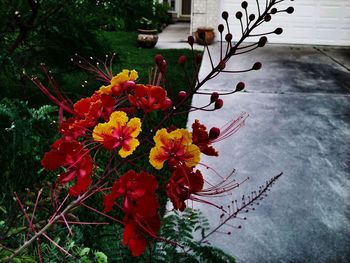 Close up of rose blooming outdoors