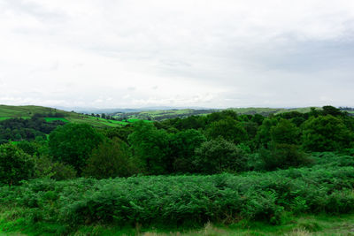 Scenic view of trees growing on field against sky