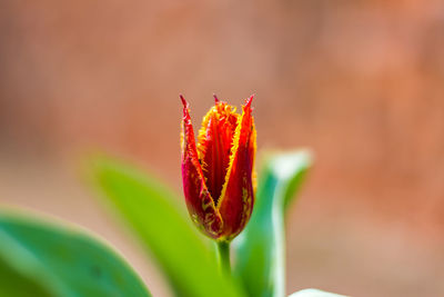 Close-up of red flower