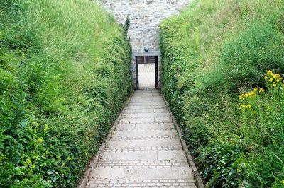 Walkway amidst plants