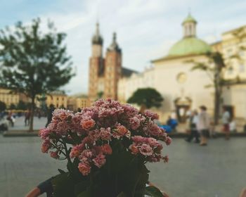 Close-up of flower tree in city against sky