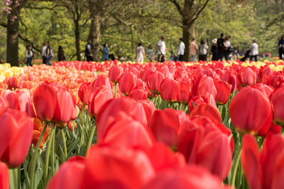 Keukenhof tulip flower garden