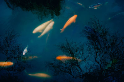 High angle view of fish swimming in sea