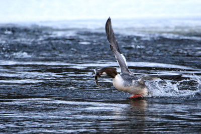 Duck swimming in lake