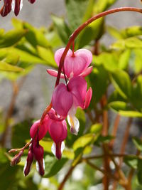 Close-up of pink flowers blooming outdoors