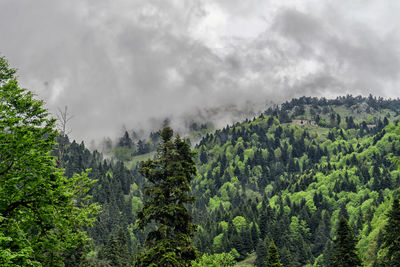 Trees growing on mountain against cloudy sky