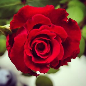 Close-up of red rose