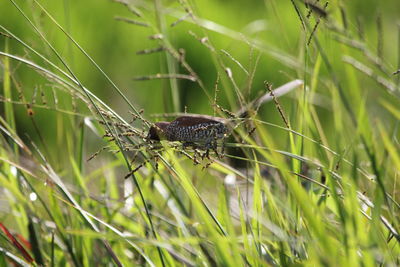 Close-up of insect on grass