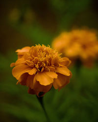 Close-up of yellow flowering plant