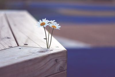 Close-up of white flowering plant on table