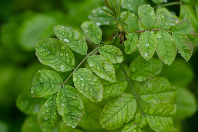 Close-up of wet plant leaves