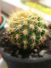 Close-up of cactus plant