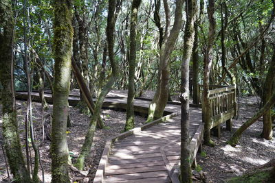 Walkway amidst trees in forest