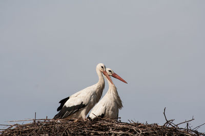 Low angle view of storks in nest against clear sky