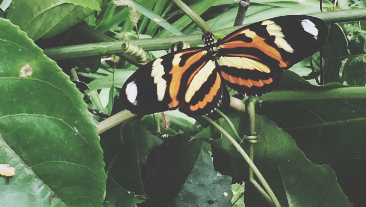 animal themes, animals in the wild, one animal, insect, wildlife, butterfly - insect, leaf, animal markings, plant, close-up, butterfly, beauty in nature, natural pattern, nature, focus on foreground, growth, green color, orange color, animal wing, flower