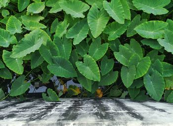 High angle view of leaves on plant