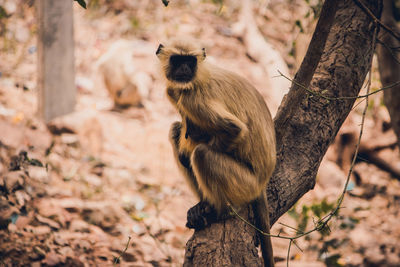 Monkey on tree